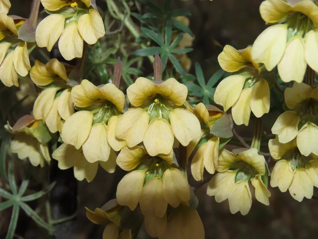 Tropaeolum Kingii