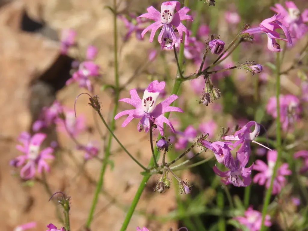 Schizanthus Alpestris