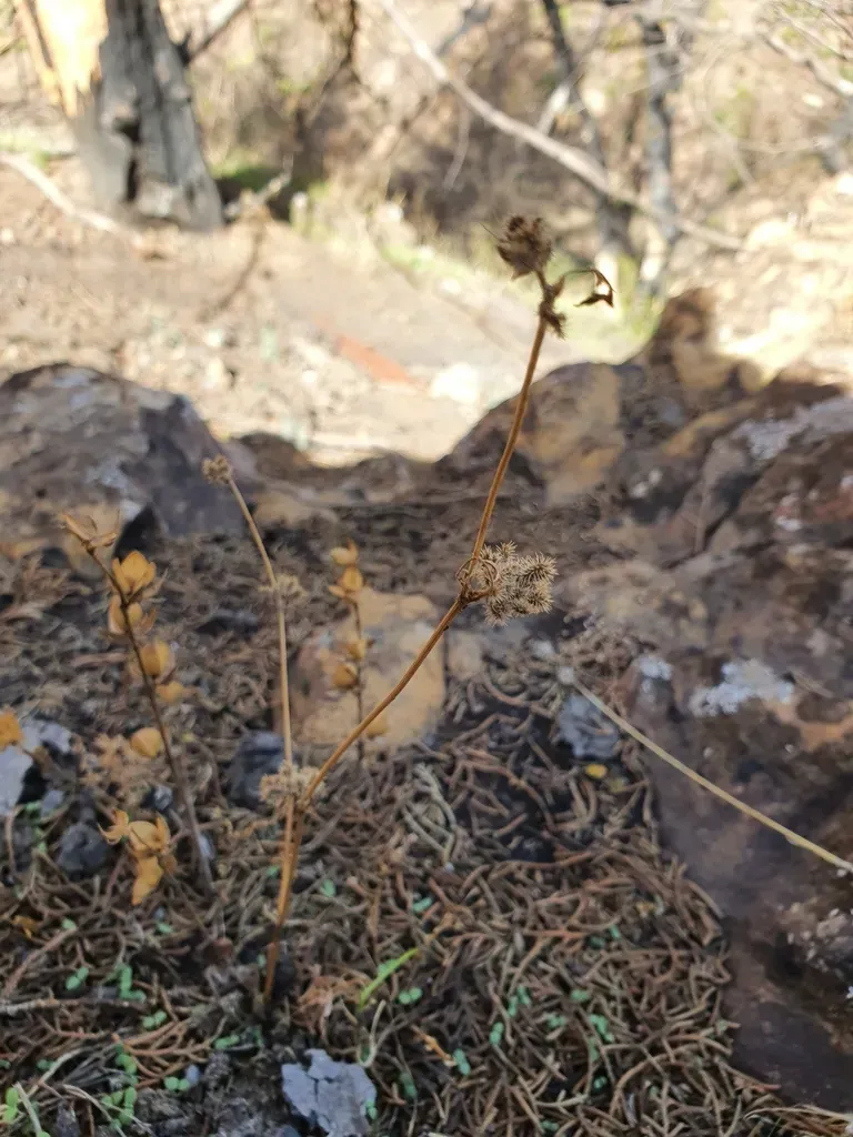 Torilis Pseudonodosa