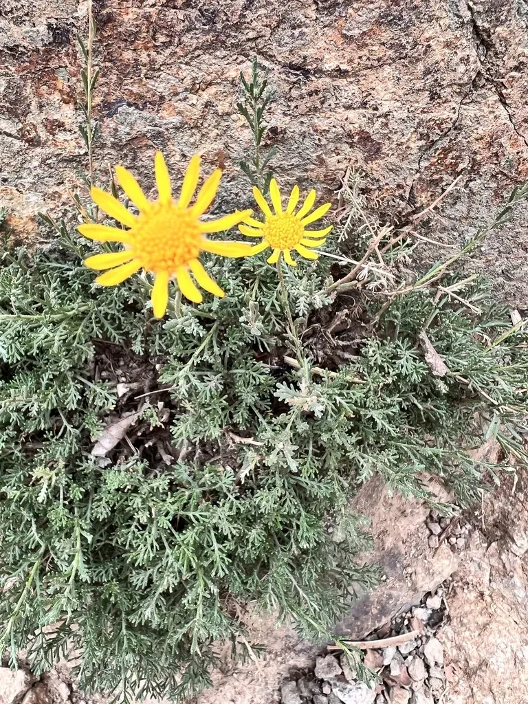 Cladanthus Scariosus