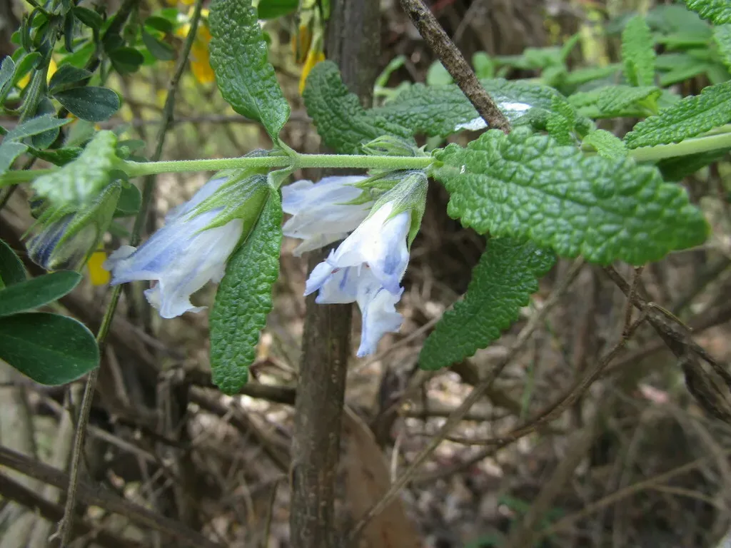 Lepechinia Chilensis