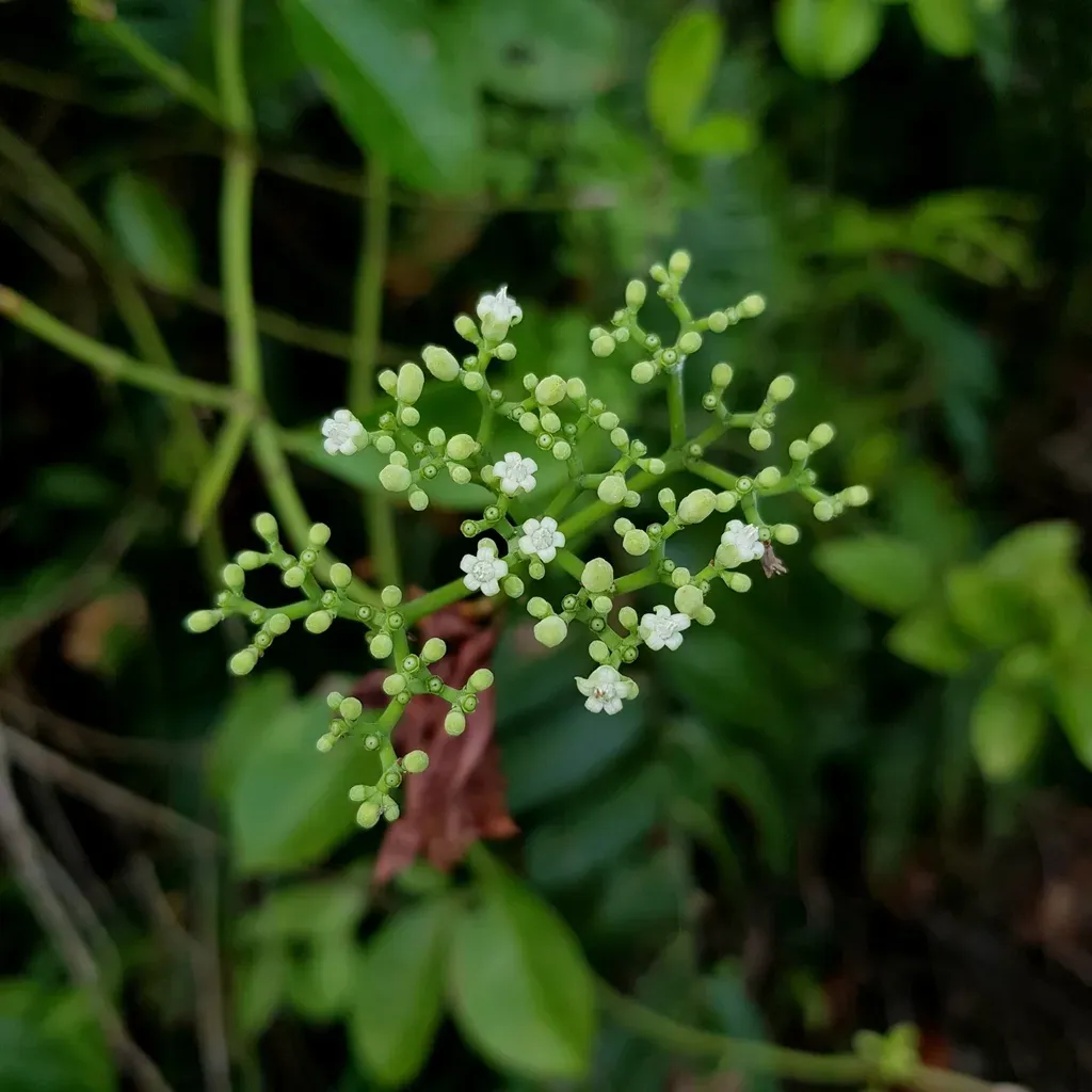 Psychotria Polycarpa