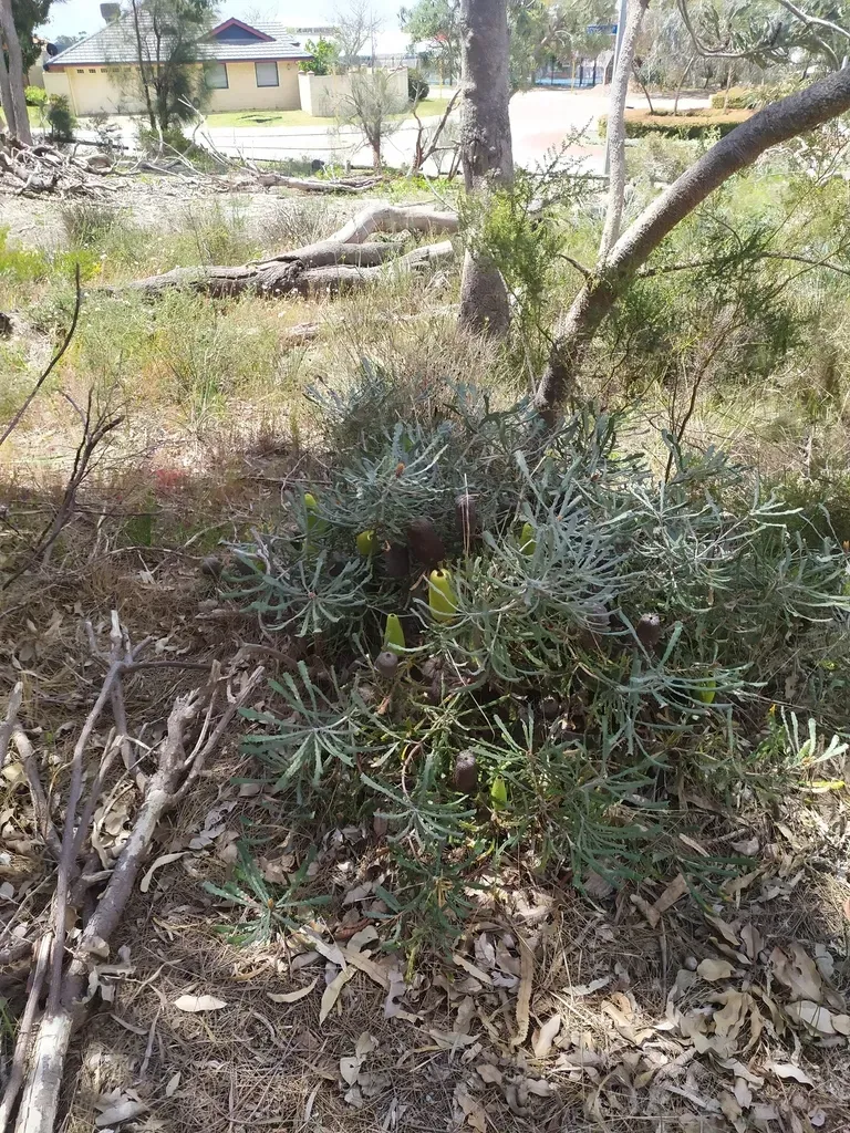Banksia Pilostylis