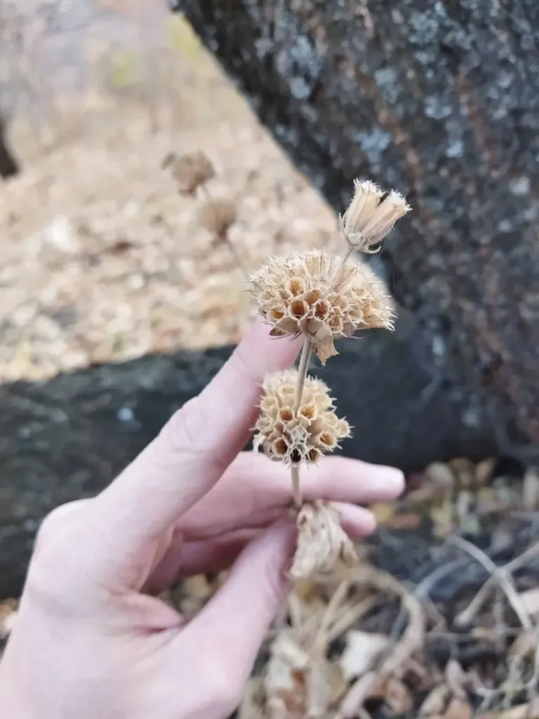 Phlomoides Pratensis