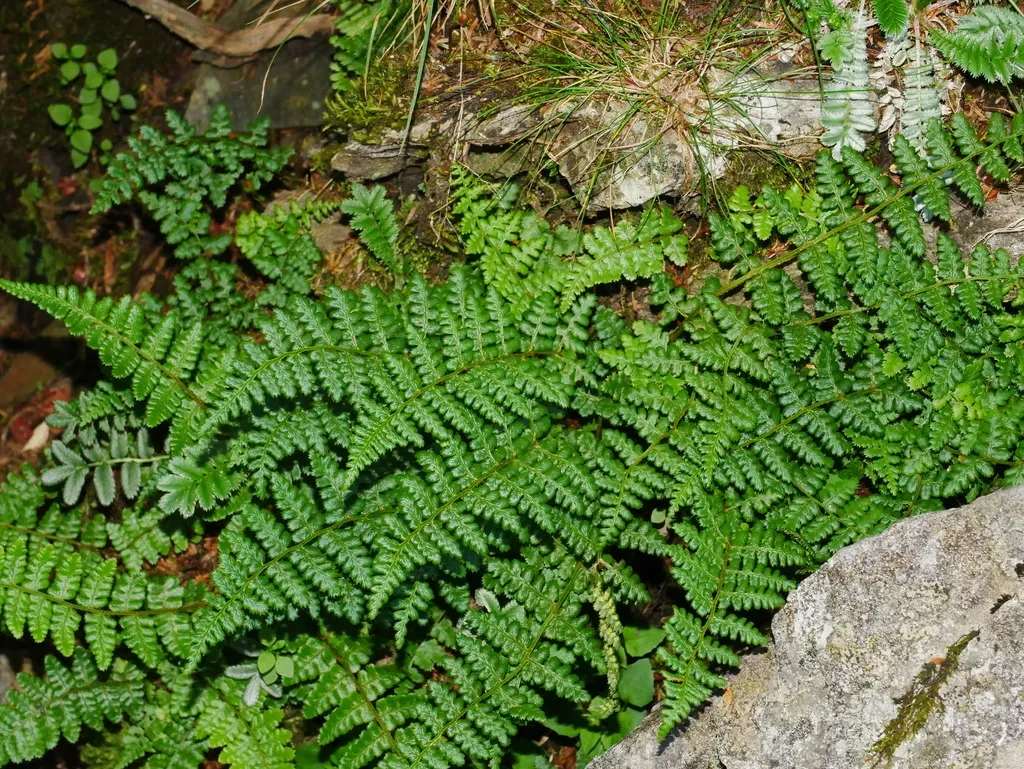Dryopteris Serratodentata
