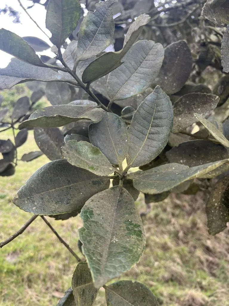 Ilex Nervosa