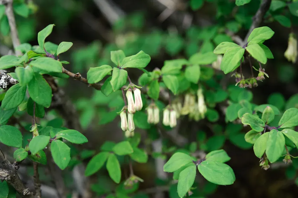 Lonicera Kawakamii