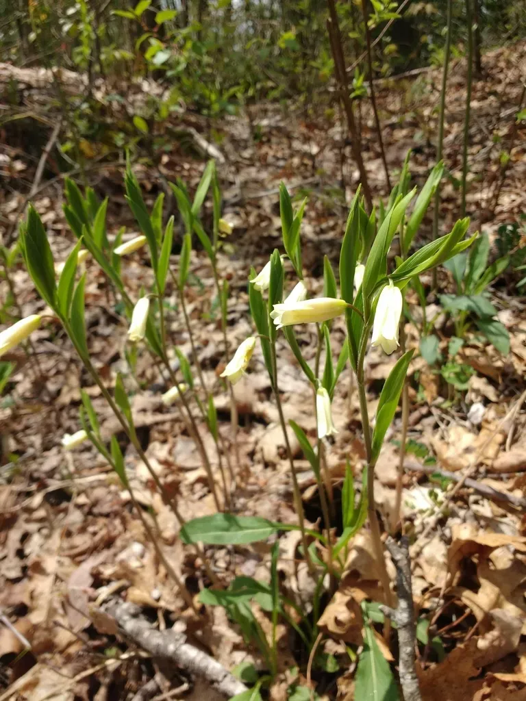 Mountain Bellwort