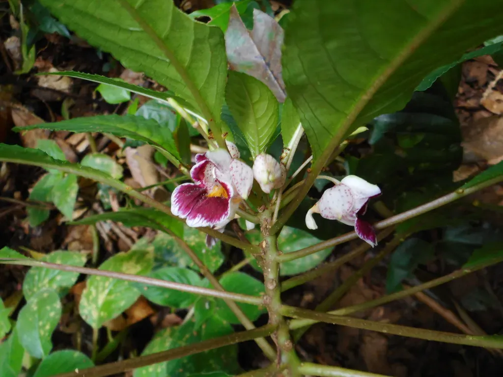 Impatiens Alborosea