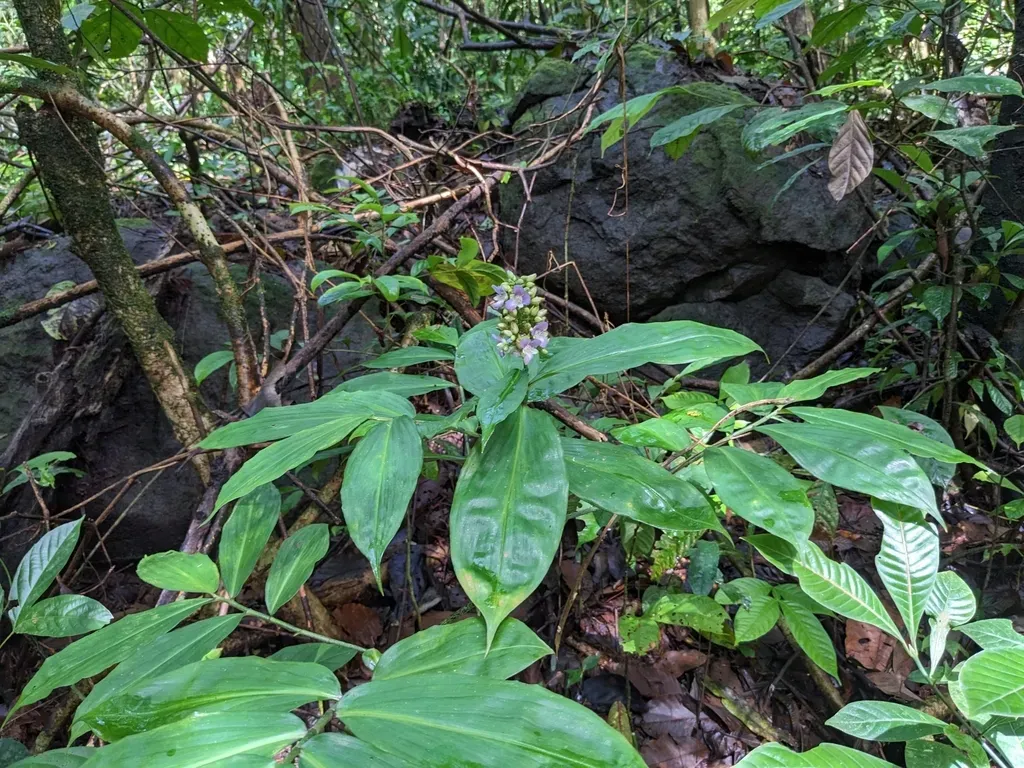 Dichorisandra Amabilis