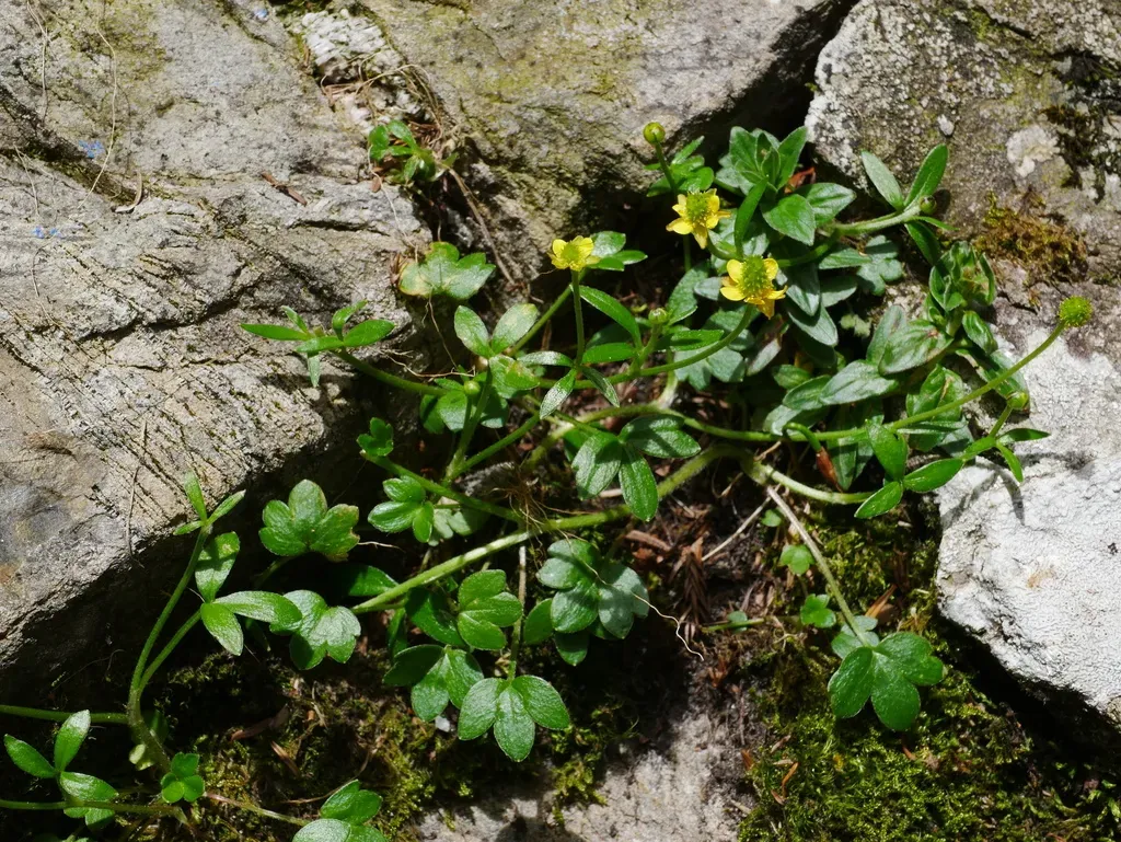 Ranunculus Junipericola