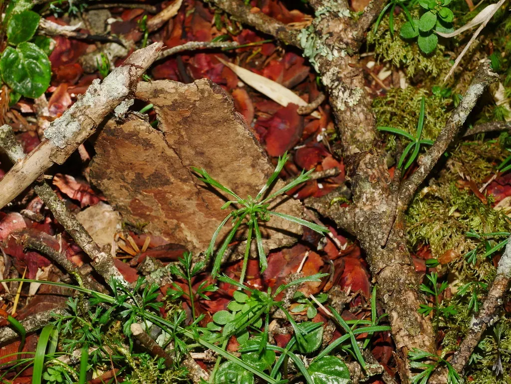 Chaerophyllum Involucratum