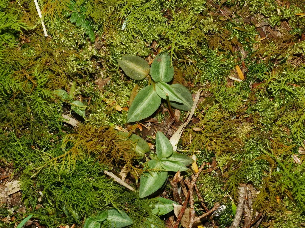 Goodyera Nankoensis