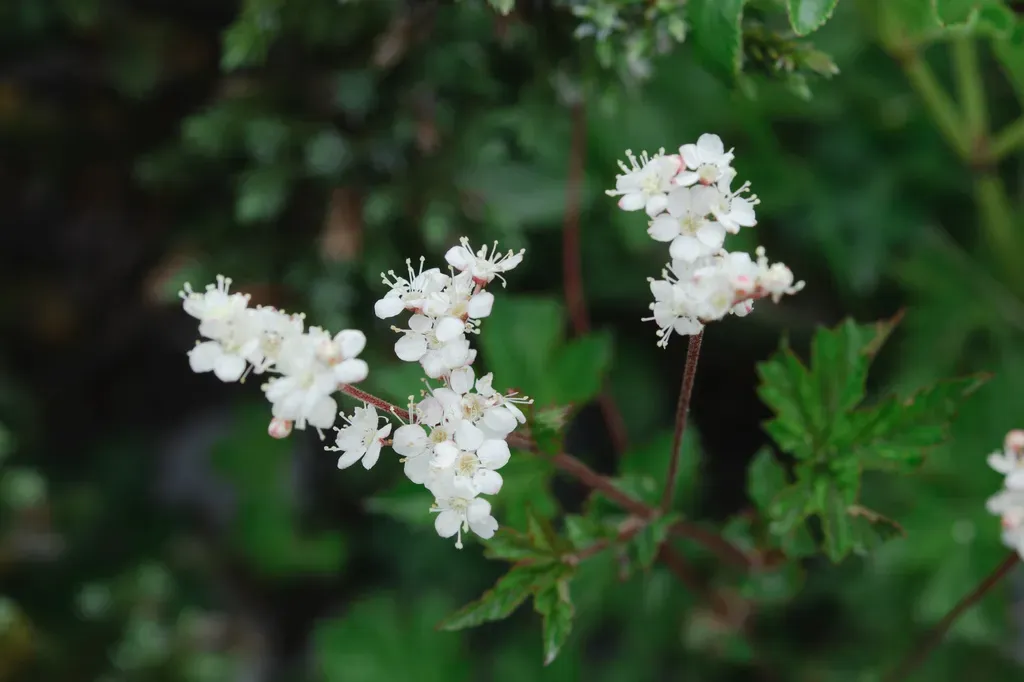 Filipendula Kiraishiensis