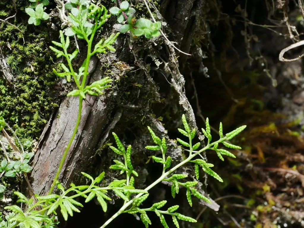 Cryptogramma Brunoniana