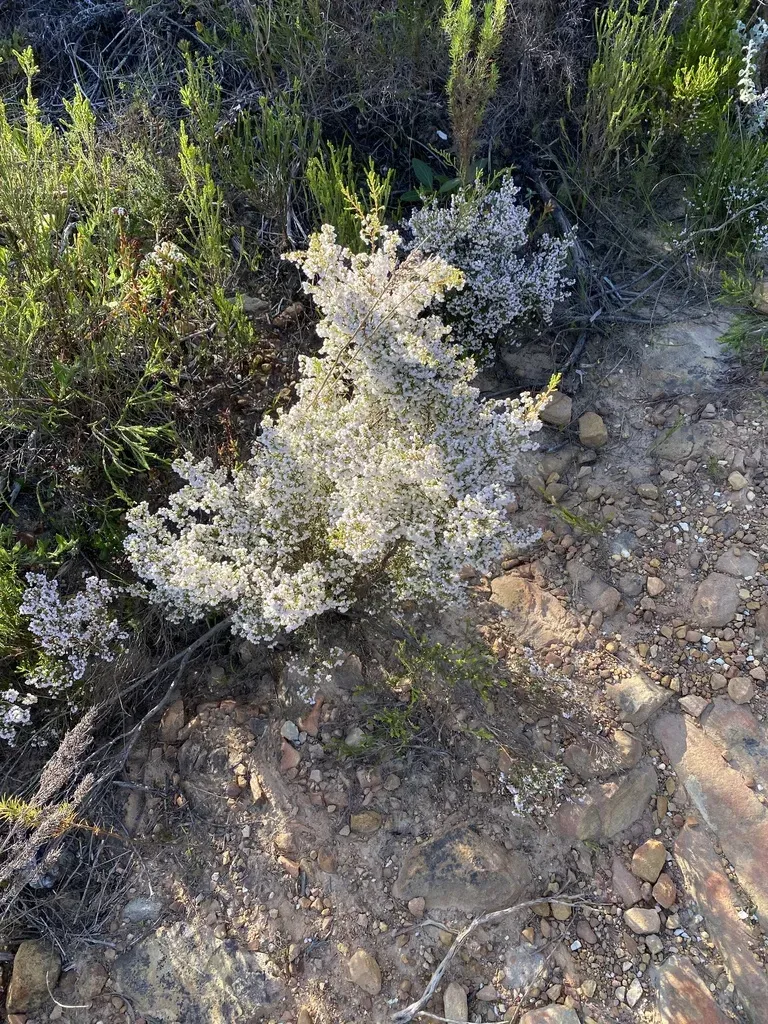 Square-stemmed Heath