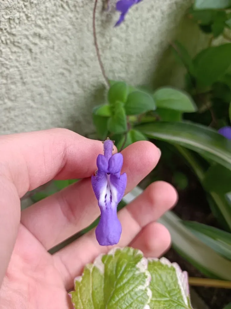 False African Violet