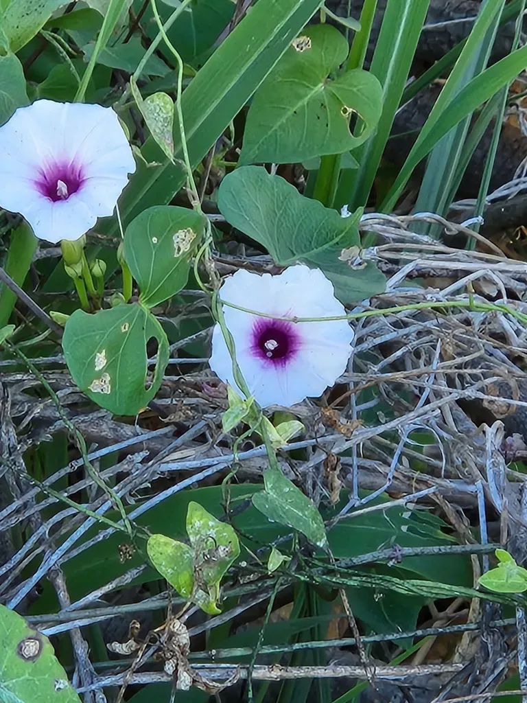 Red-eye Morning-glory