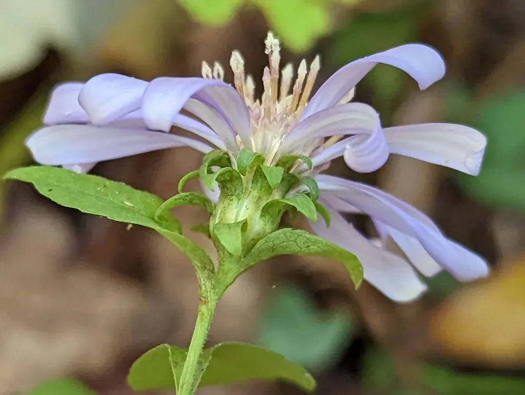 Rigid Whitetop Aster