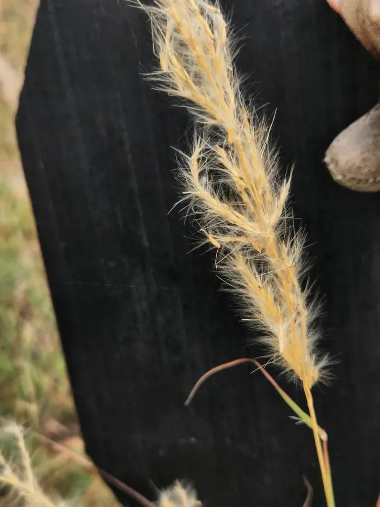 Longspike Silver Bluestem