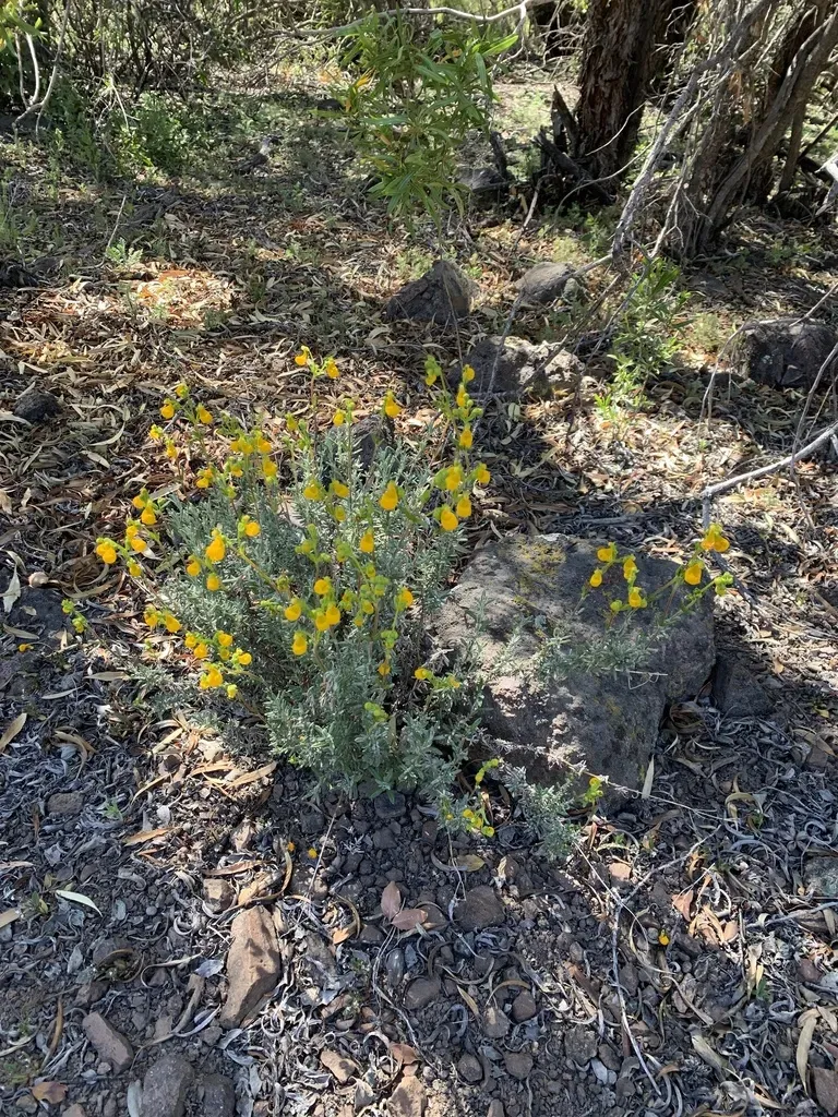 Calceolaria Segethii