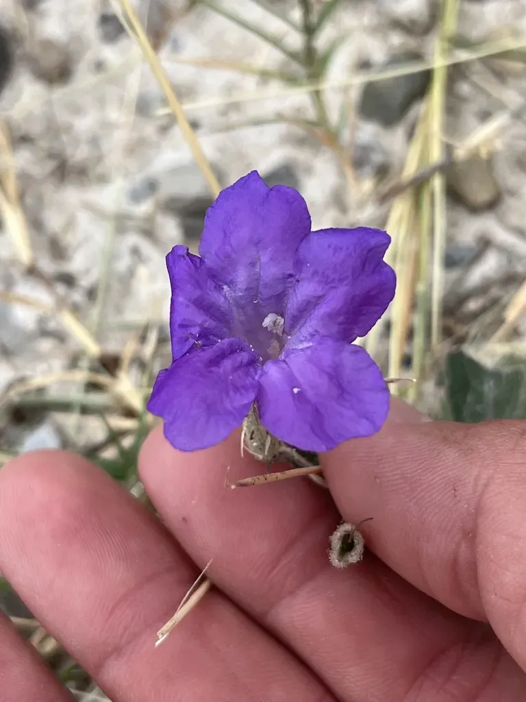 Corzo's Ruellia