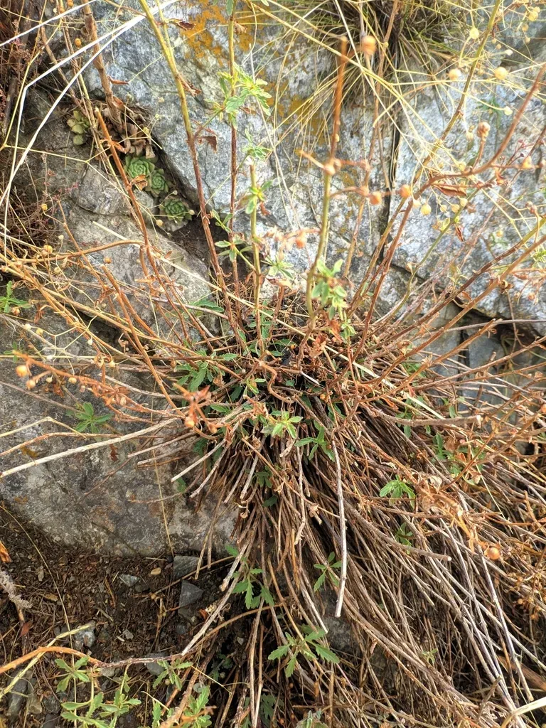 Scrophularia Rupestris