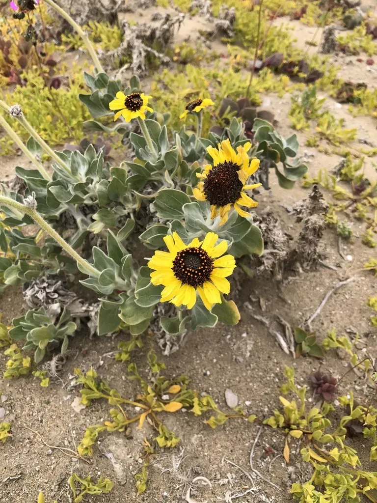 No Widely Documented Common Names; Sometimes Grouped As Brittlebush