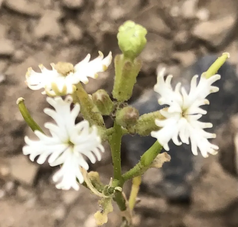 Schizopetalon Maritimum
