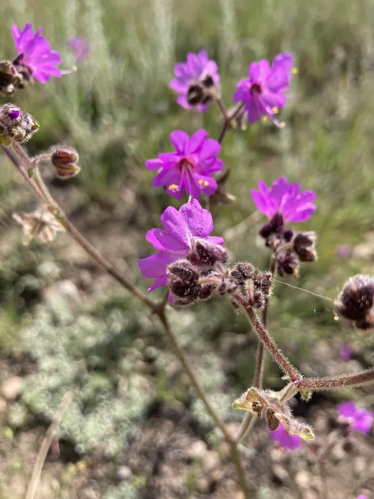 Mountain Four O'clock