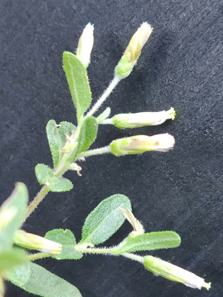 Gravel-bar Brickell-bush