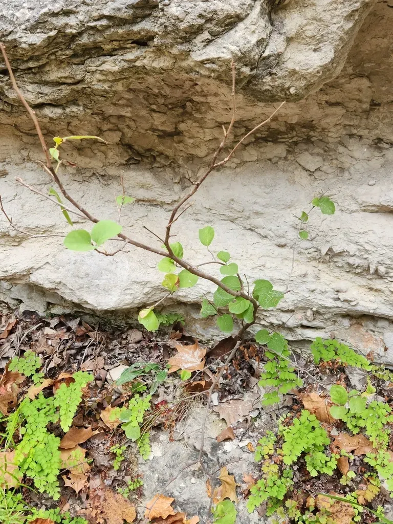 Sycamore-leaf Snowbell