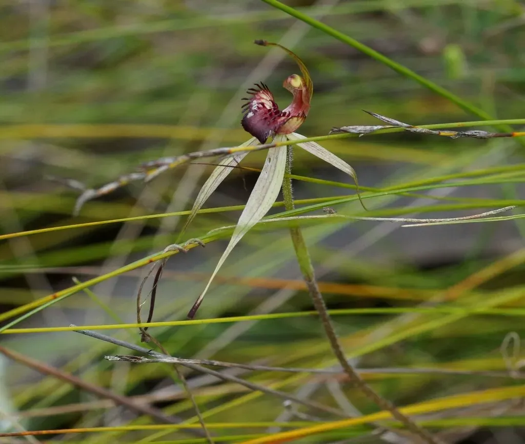 Caladenia Australis