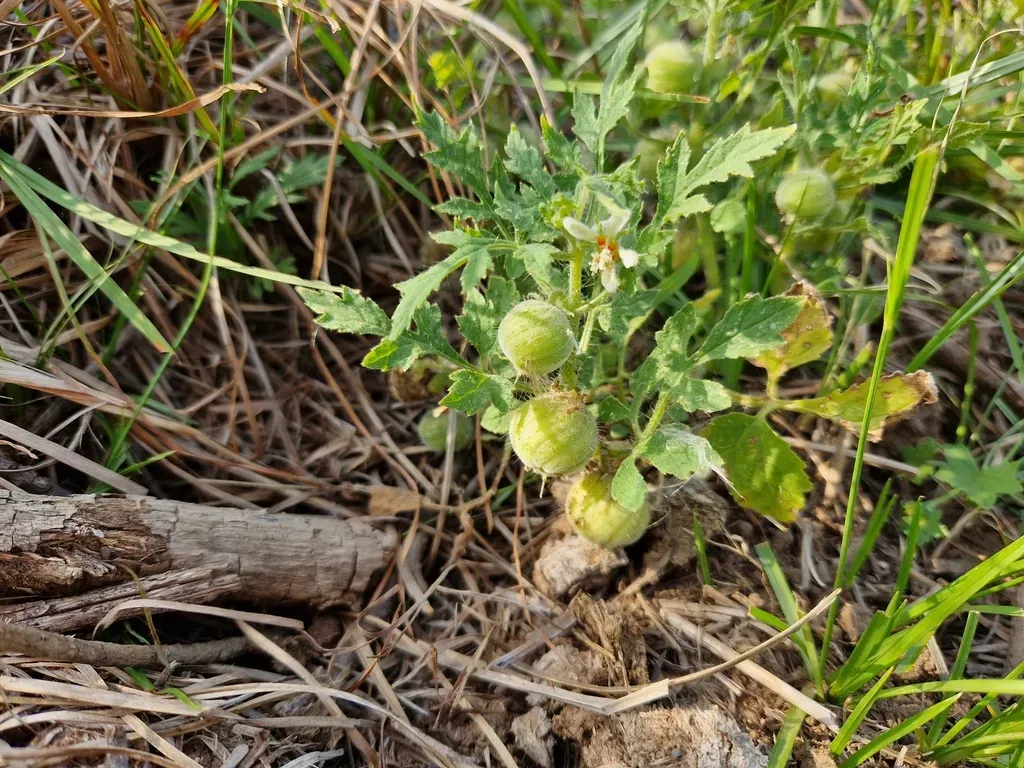 Blumenbachia Latifolia