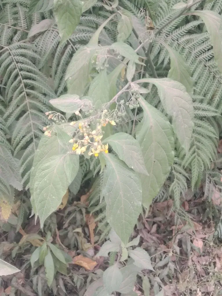 Solanum Huayavillense
