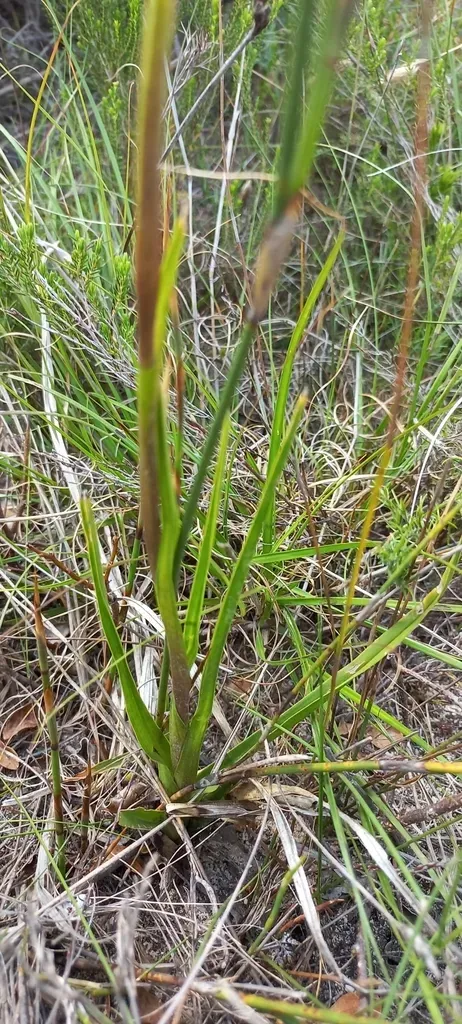 Upside-down Sandy Cinderella Orchid