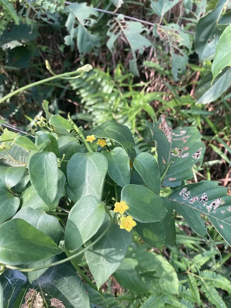 Heterostemma Piperifolium