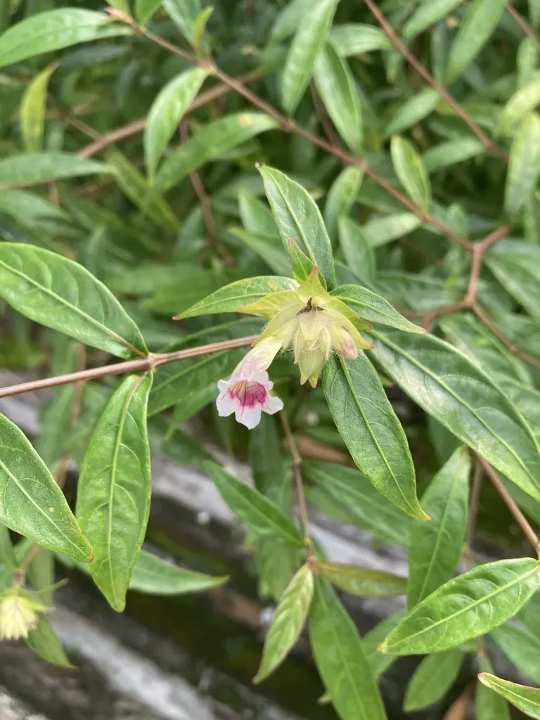 Hemigraphis Glaucescens