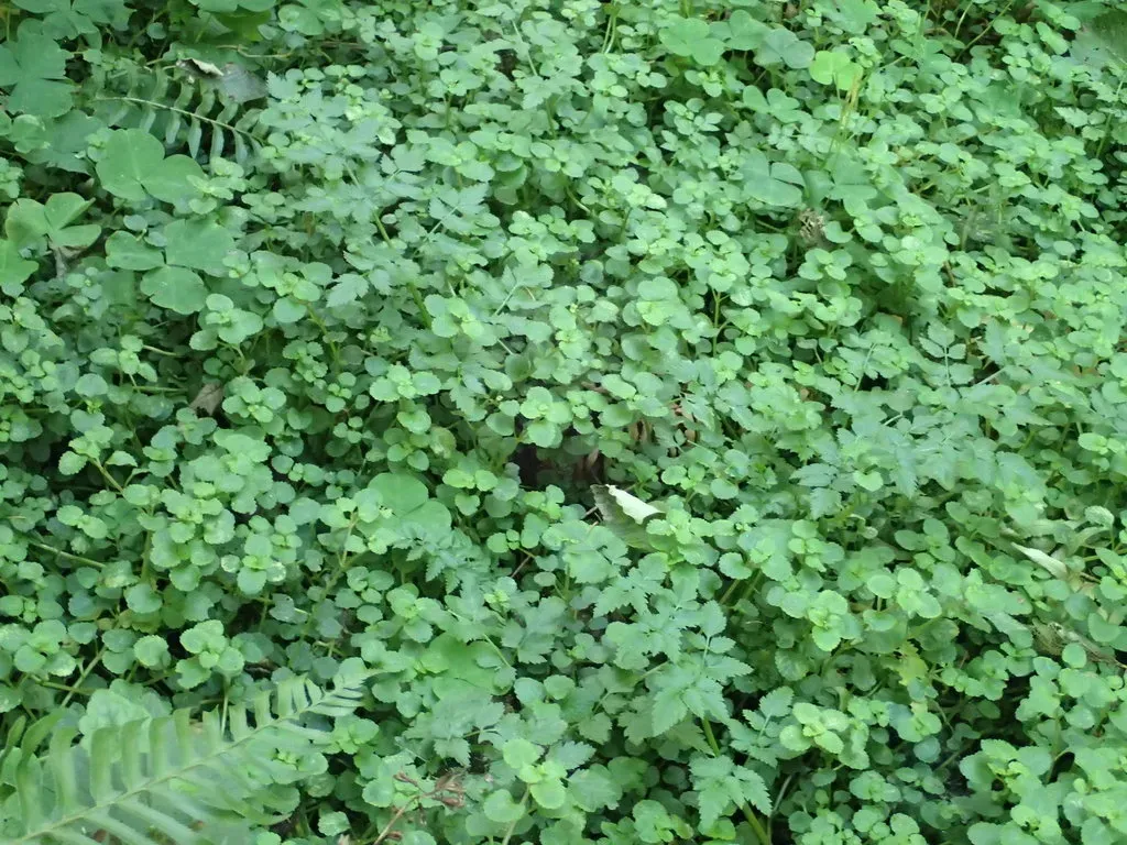 Pacific Golden-saxifrage