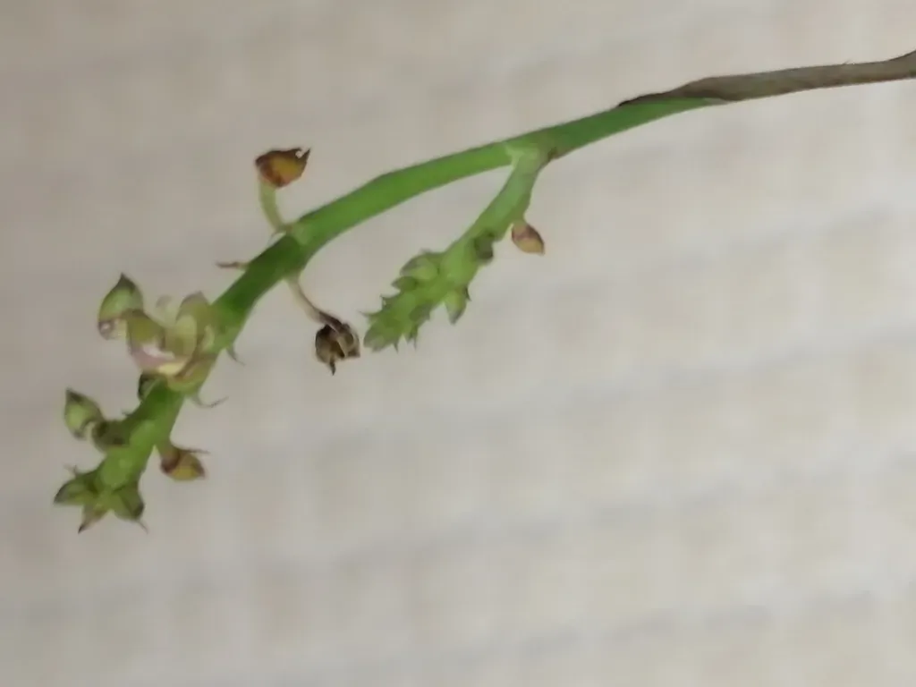 Polystachya Caracasana