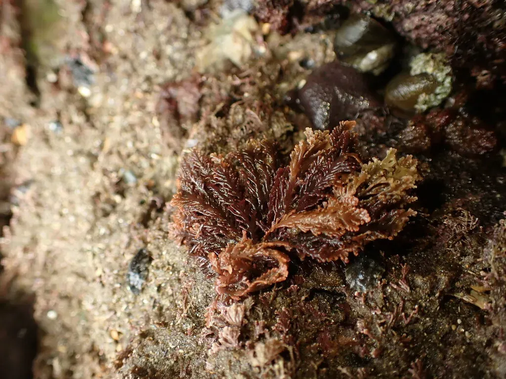 Laurencia Distichophylla