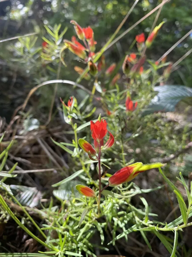 Castilleja Integrifolia