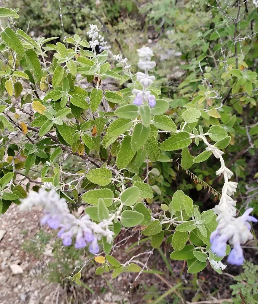 Salvia Fruticulosa
