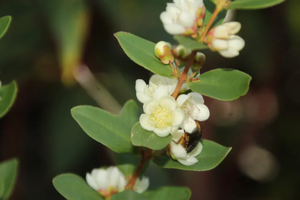 Hypocalymma Myrtifolium