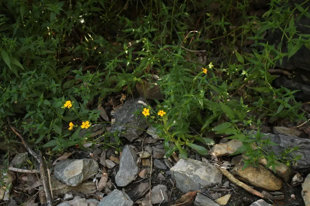 Goodenia Brendannarum