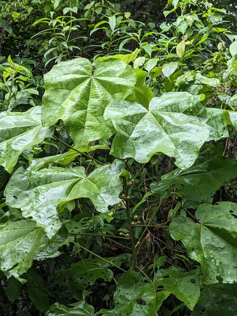 Hampea Platanifolia