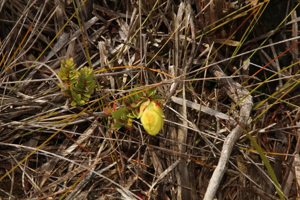 Yellow Mountain Bell