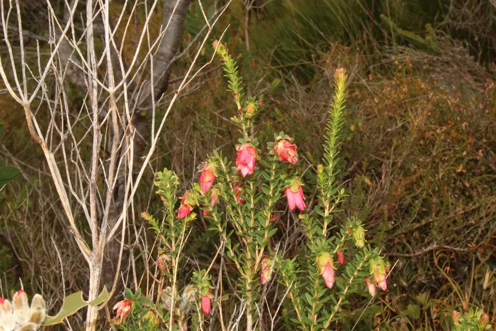Darwinia Squarrosa