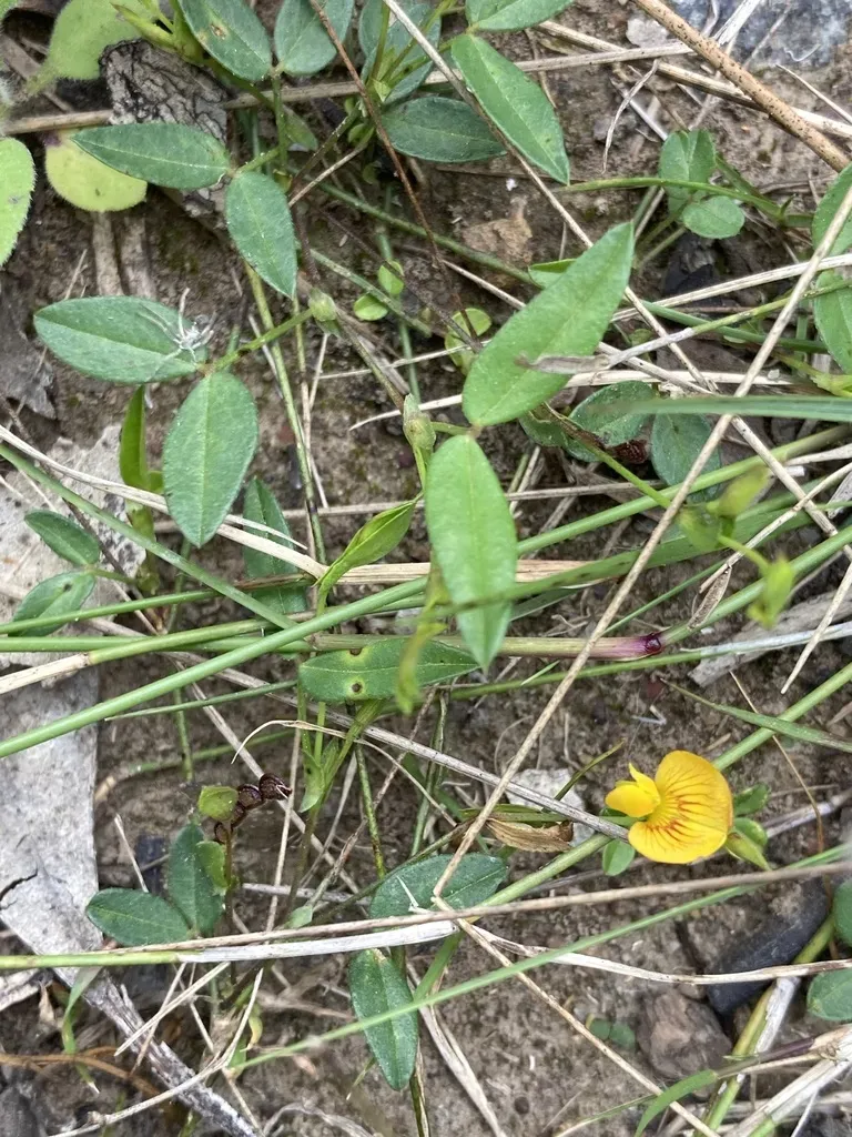 Zornia Dyctiocarpa