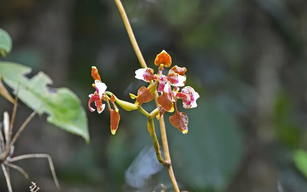 Cyrtochilum Mendax